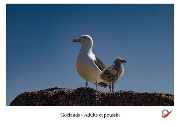 CP_2026-6 : Goéland et poussin