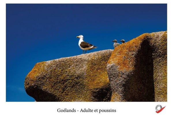 CP_2026_7 : Goéland et poussins