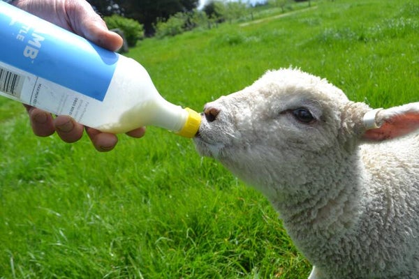 Sheep Farm Tour - Three Adults