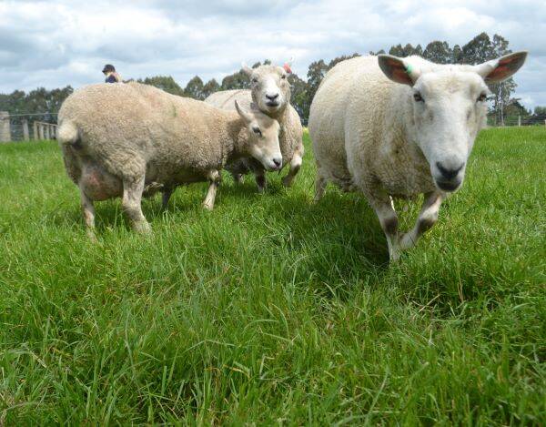 Sheep Farm Tour - Family Tour (two adults, unlimited children)