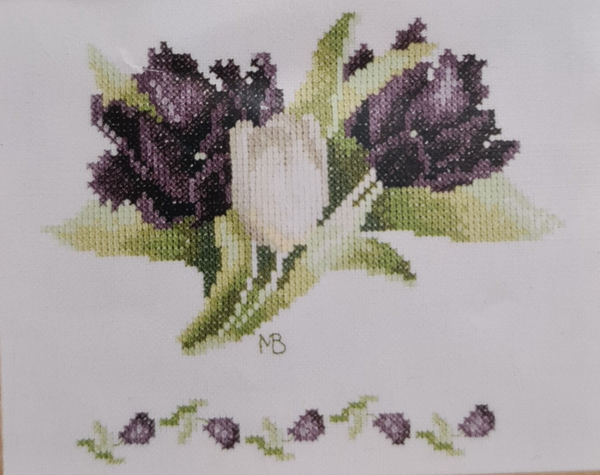 Black and white tulip