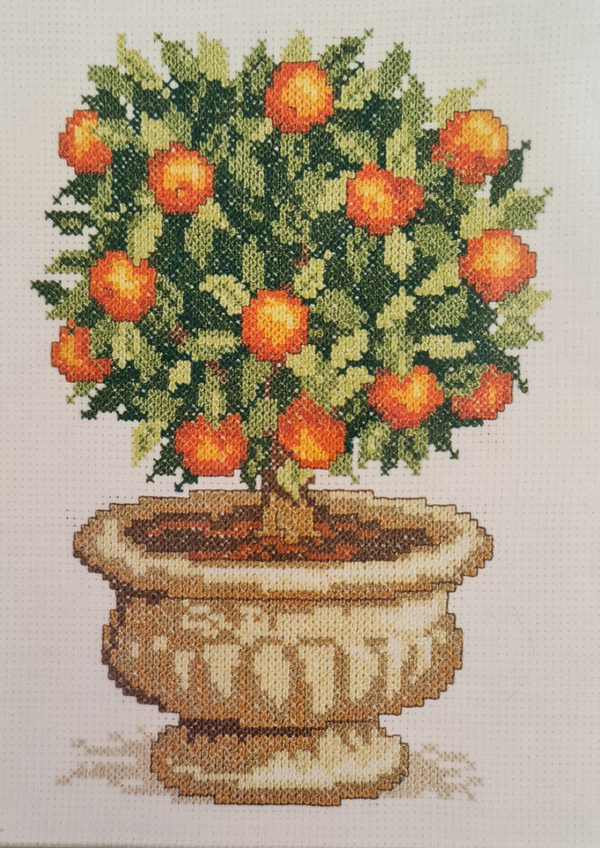 Mandarijnenboompje in Pot