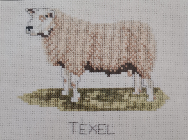 Texel's Schaap
