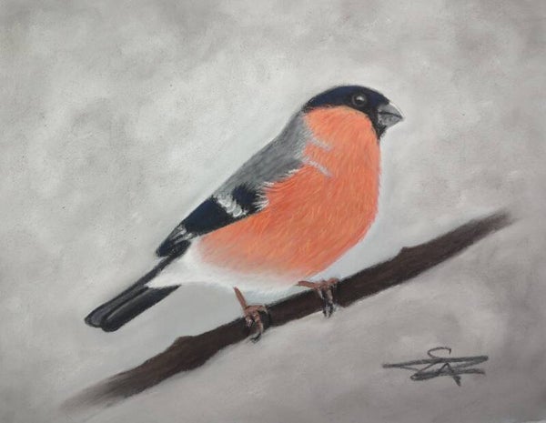 Bullfinch