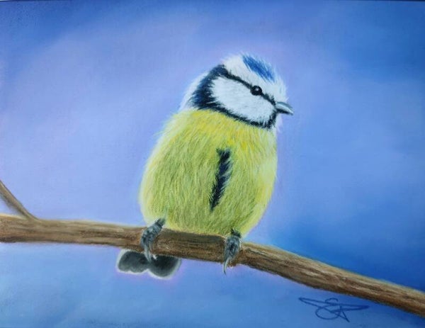 Blue Tit Print