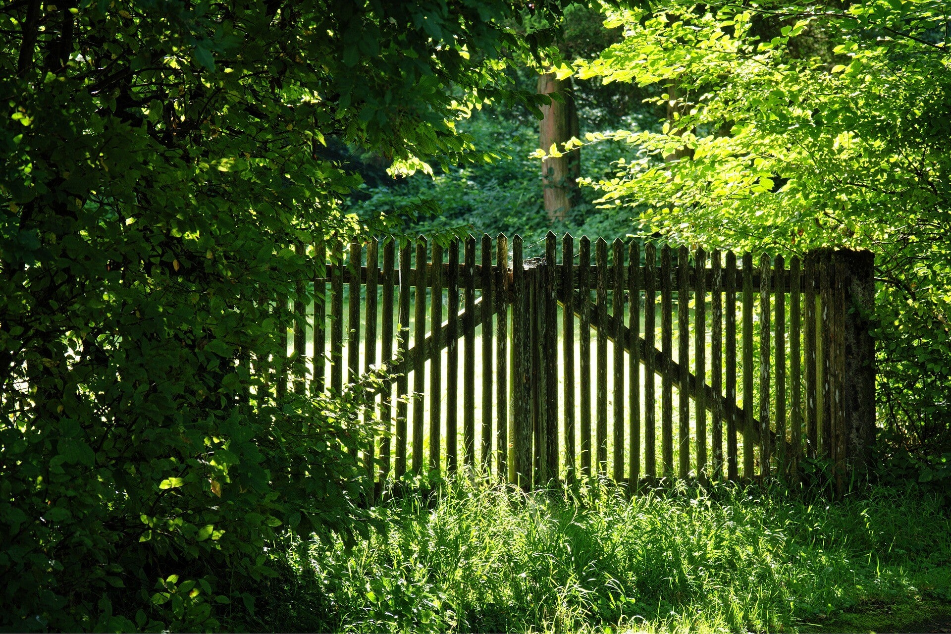 Bild: Büsche mit Gartentor | Begrenzungen erkennen | Tor öffnen und neue Wege nehmen | numalytic.de