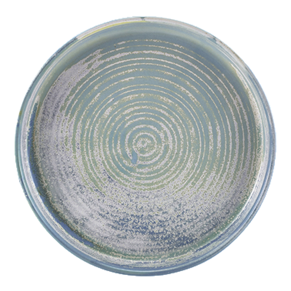 Terra seafoam chef's plate 21cm