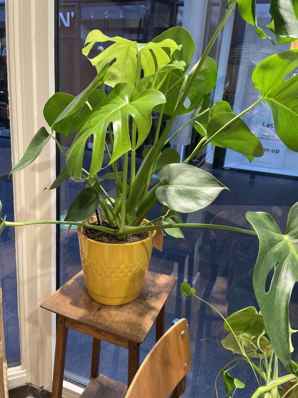 Monstera/ gatenplant <80 cm>