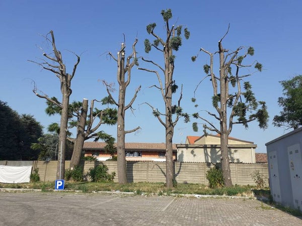 cedri