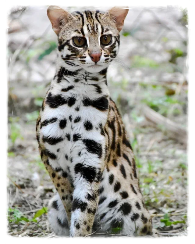 Asian leopard cat, informatie