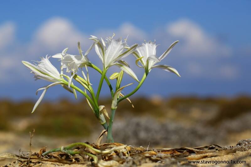 Pancratium maritimum
