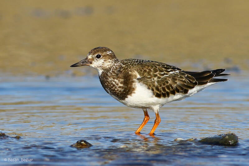 Turnstone