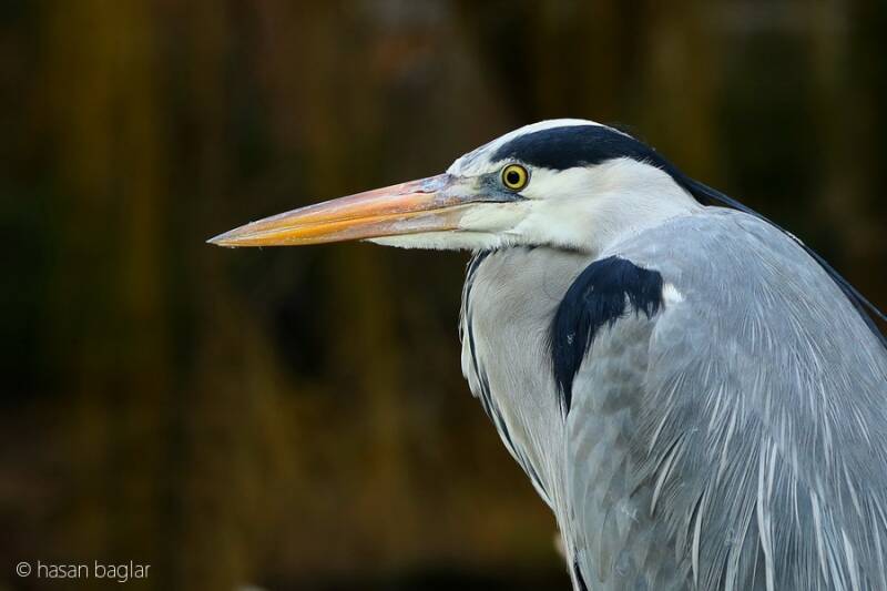 Grey Heron