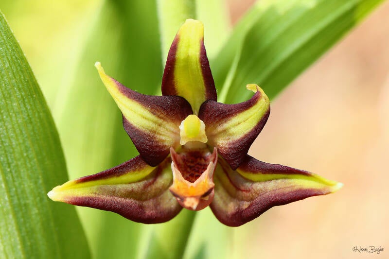 Epipactis veratrifolia