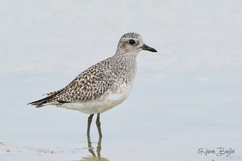Grey Plover