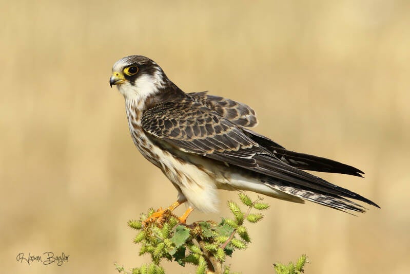 Red-footed Falcon