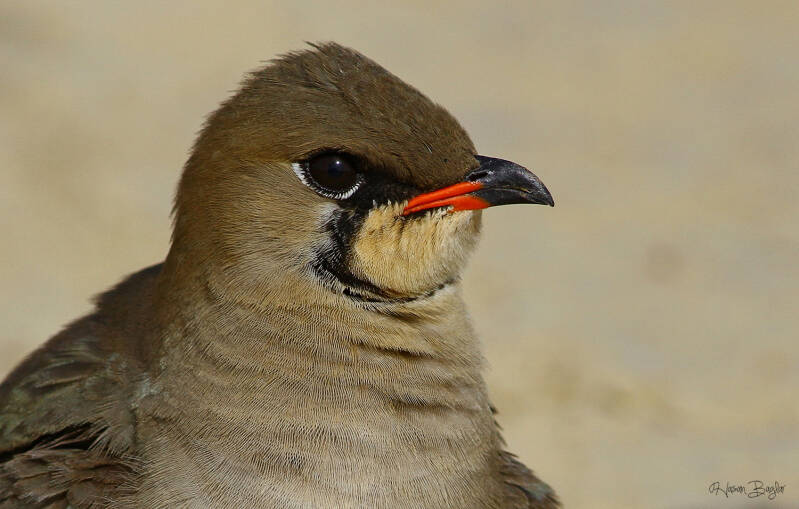 Collared Pratincole