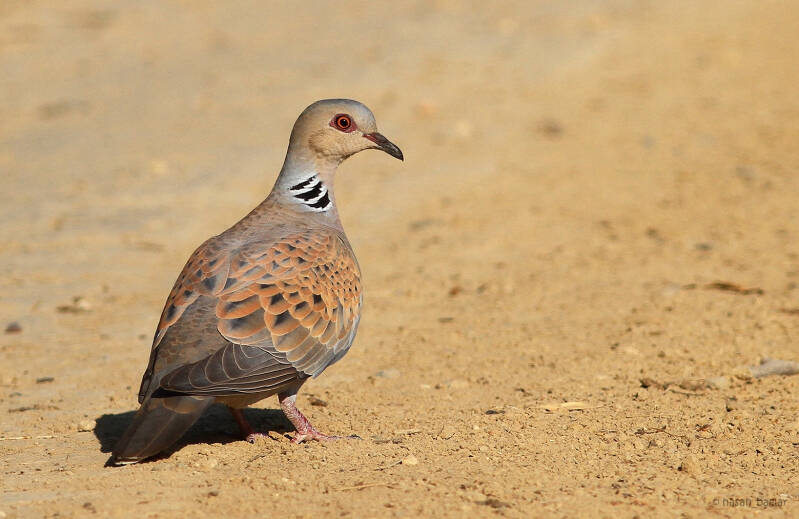 European Turtle Dove
