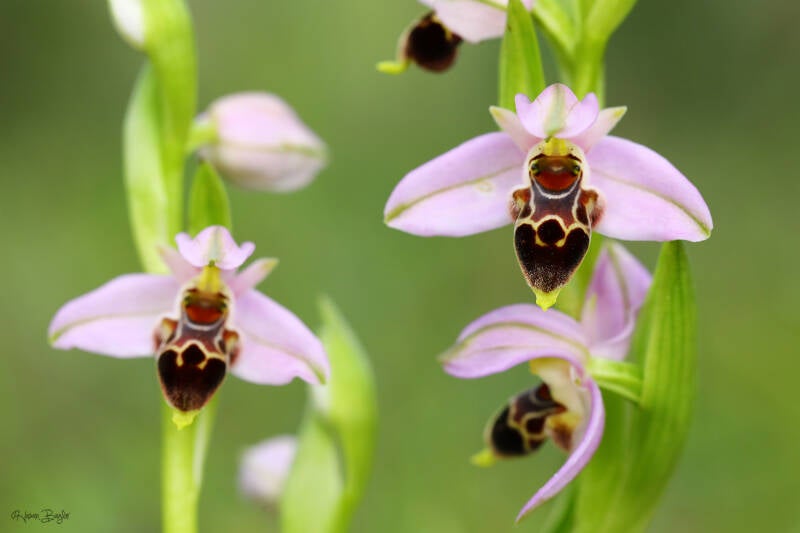 Ophrys lapethica