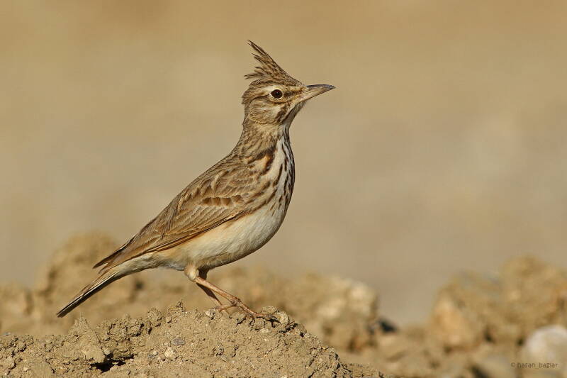 Crested Lark