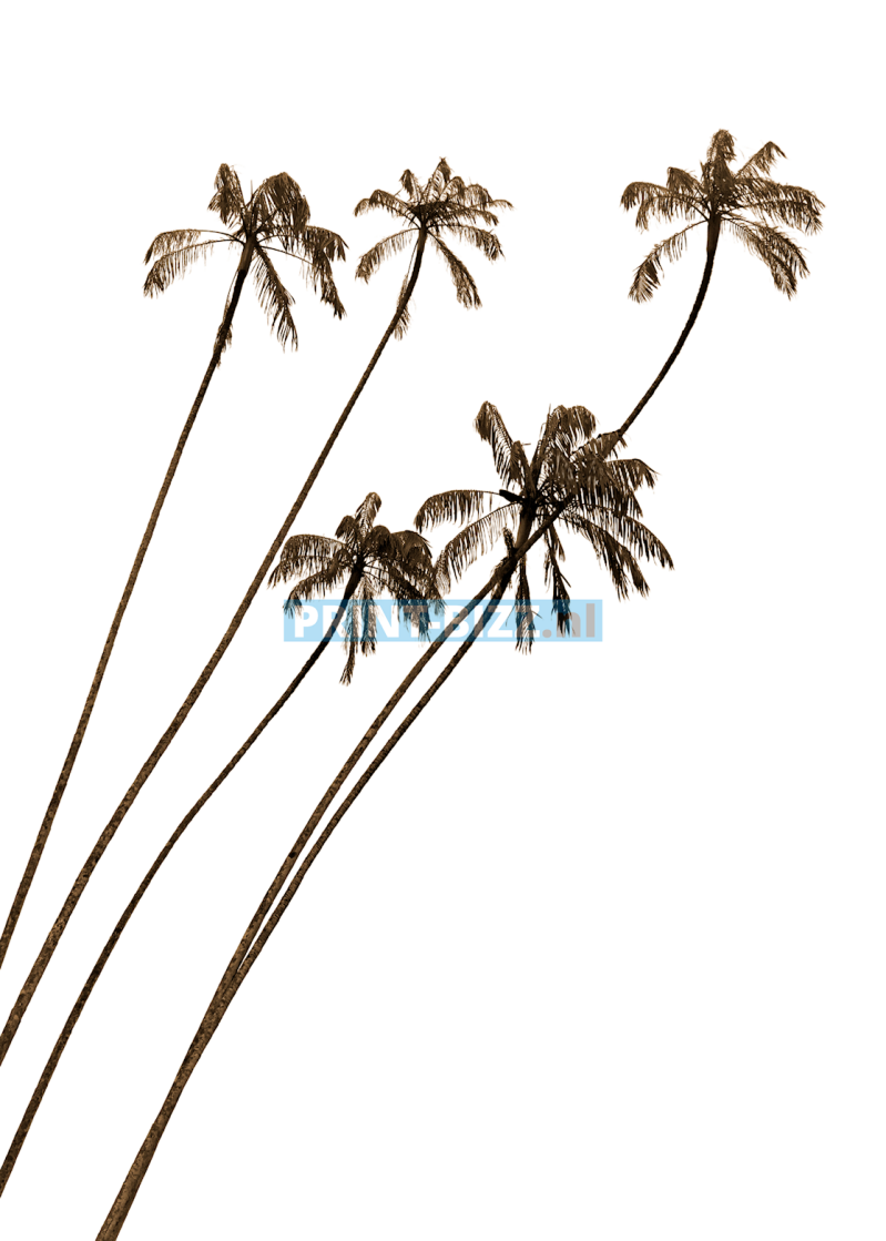 4-standard-bk7a6i.png