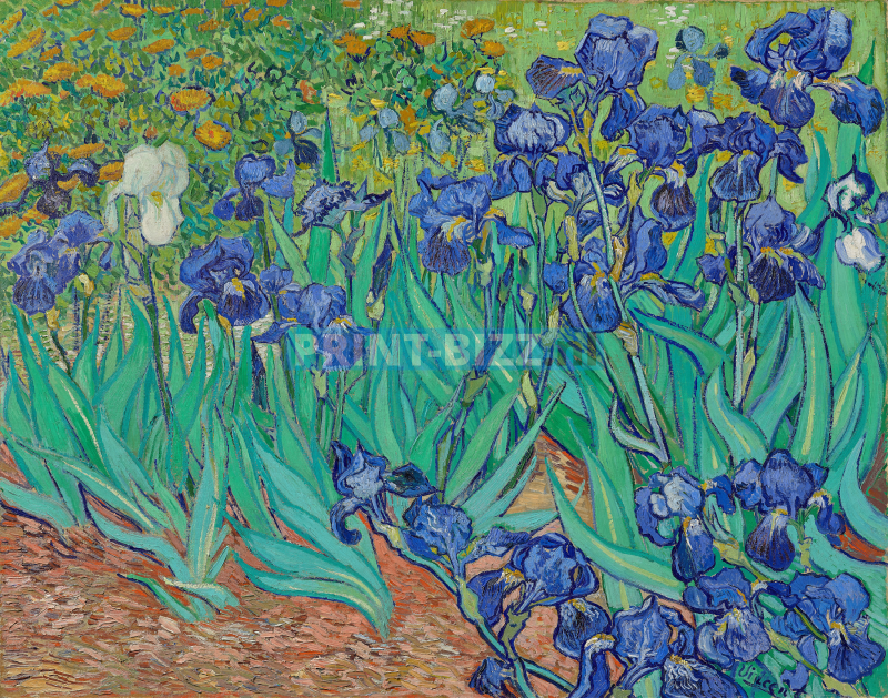 irises-1889-standard.png