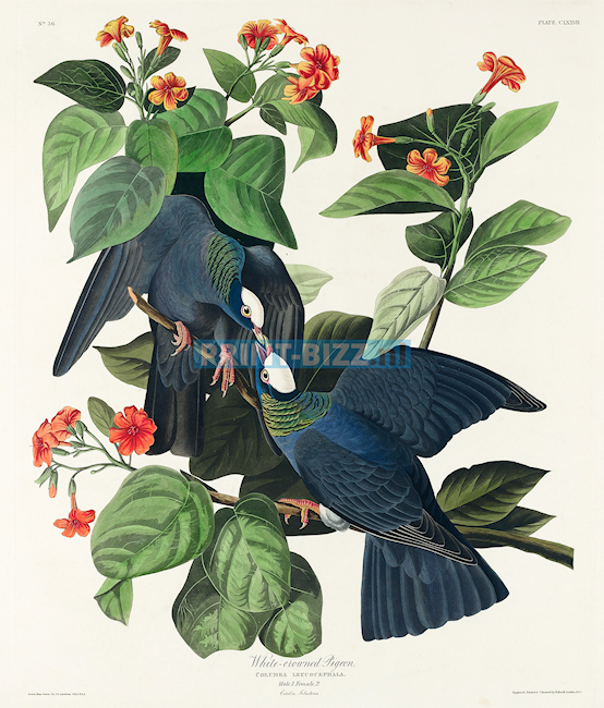 john-james-audubon2-standard.png