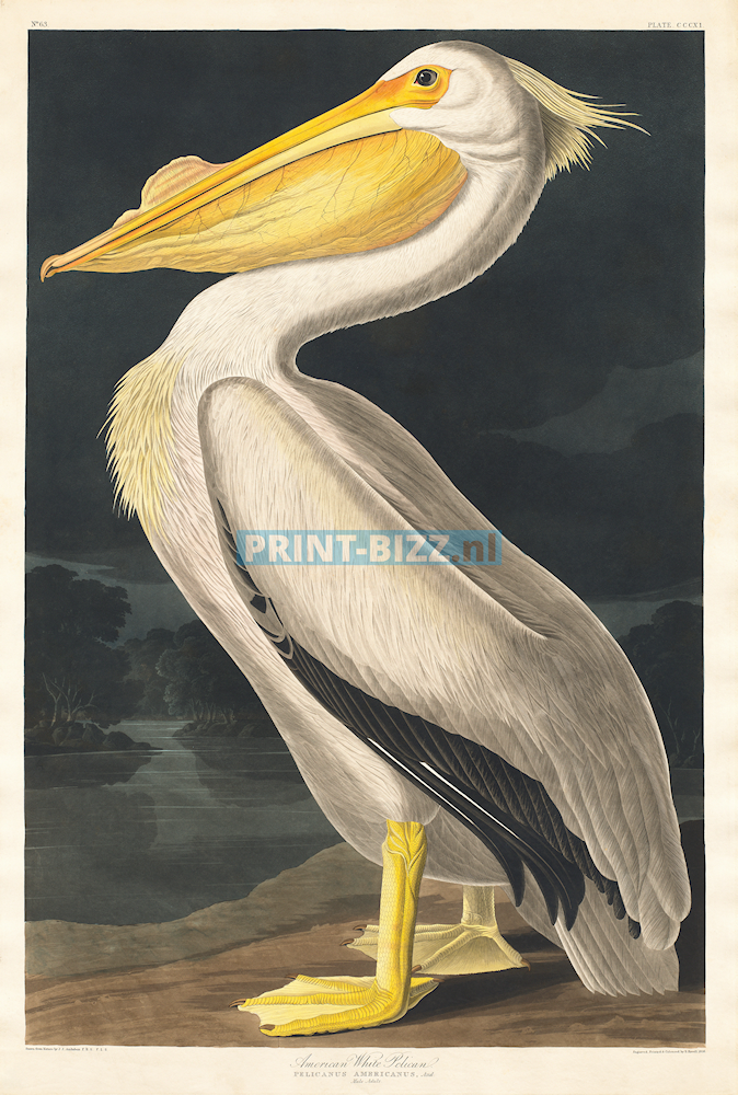 john-james-audubon3-standard.png