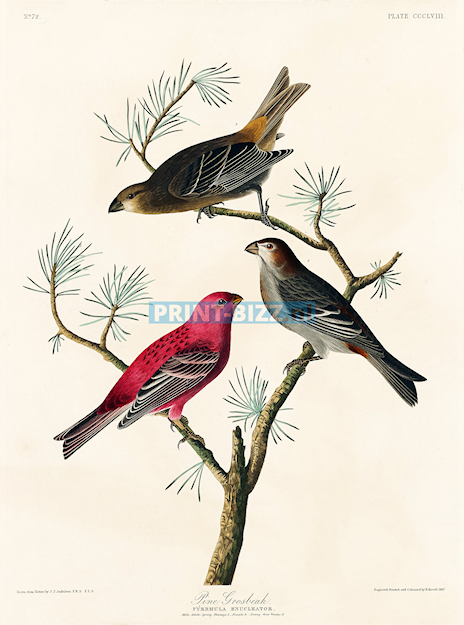 john-james-audubon33-standard.png