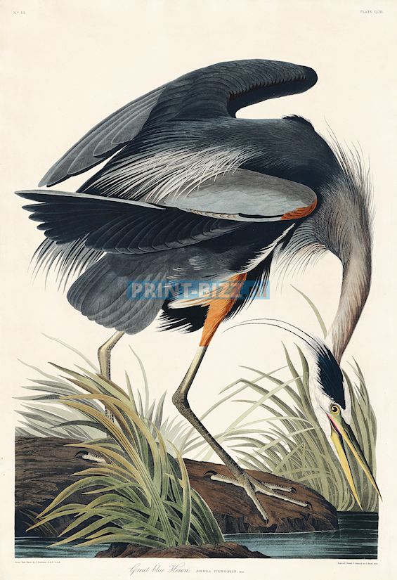 john-james-audubon6-standard.png