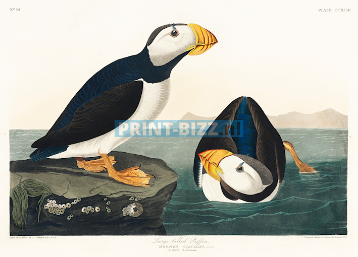 john-james-audubon8-standard.png