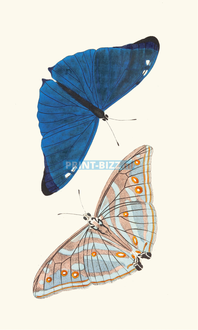 papilio-adonis-1789-1813-copia-standard.png