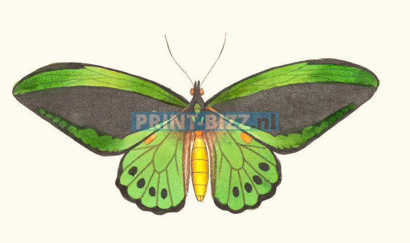 papilio-priamus-1789-1813-copia-standard.png