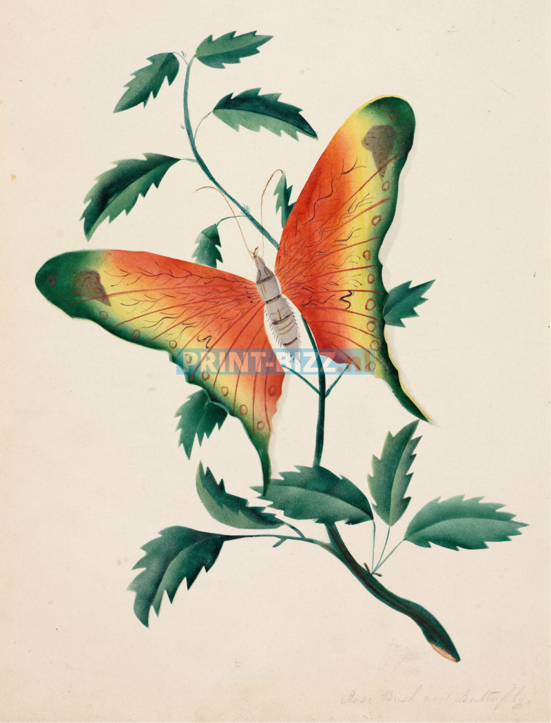 rose-bush-and-butterfly-copia-standard.png