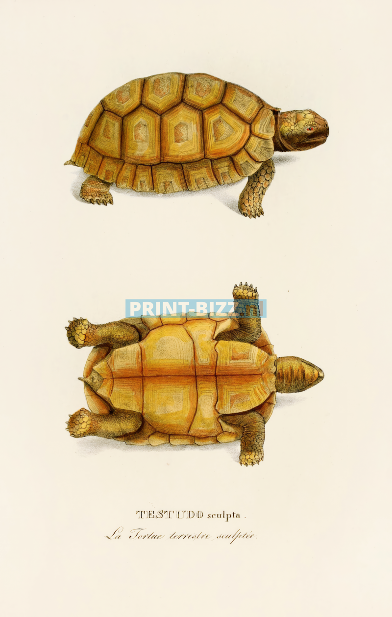 testudo-sculpta-1838-copia-standard.png