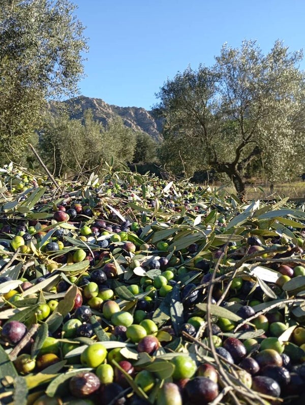 Mantenimiento de parcelas y campos de olivos