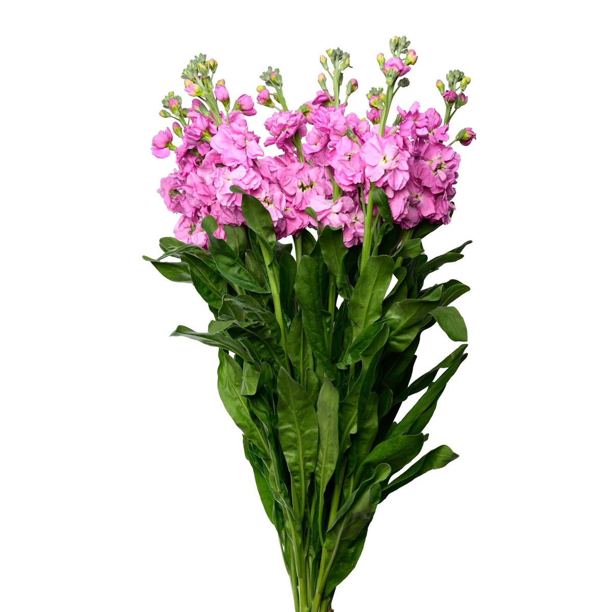 Products | Flora delight