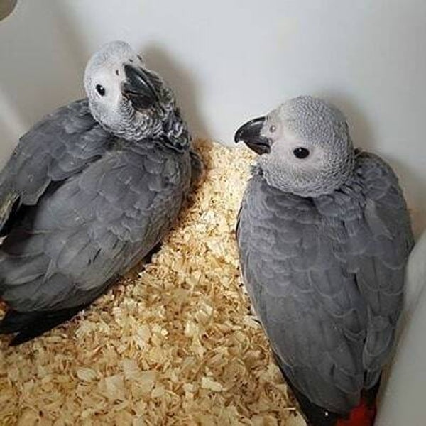 2-3-4-5 Monate alte Graupapageienbabys zu verkaufen