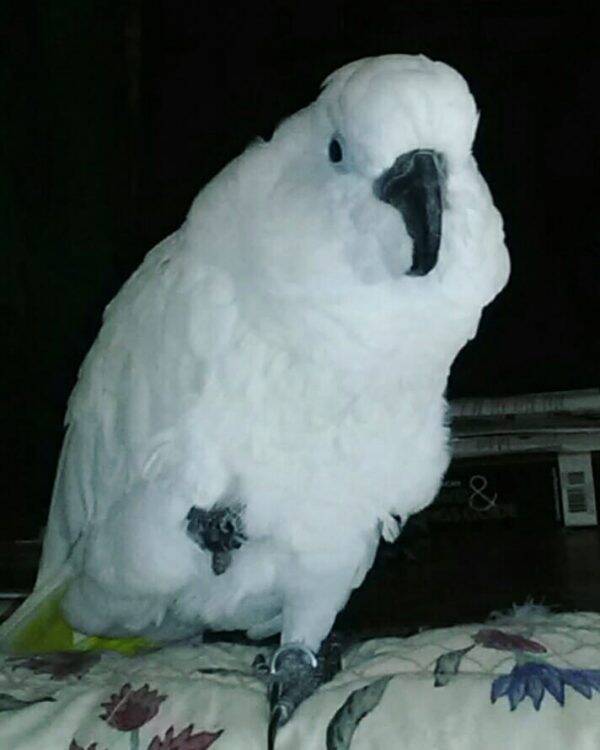 White Cockatoo parrots