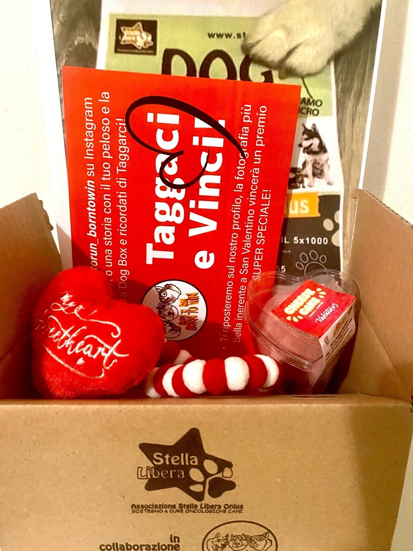 DOG BOX - SAN Valentino 💘