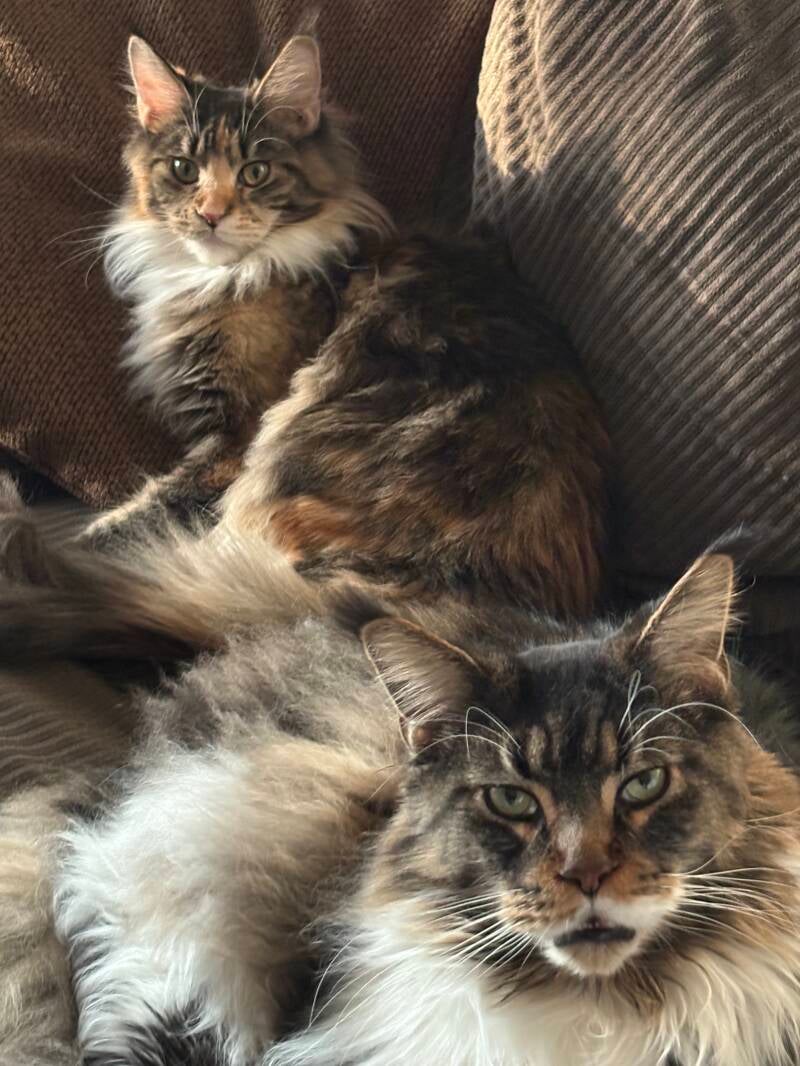 Maine Coon Female & Male