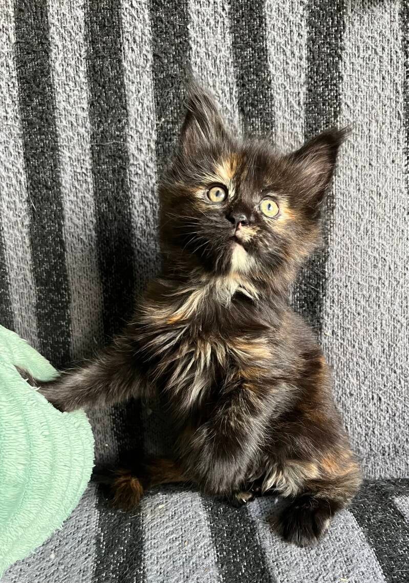 Could this be a future Treska?
