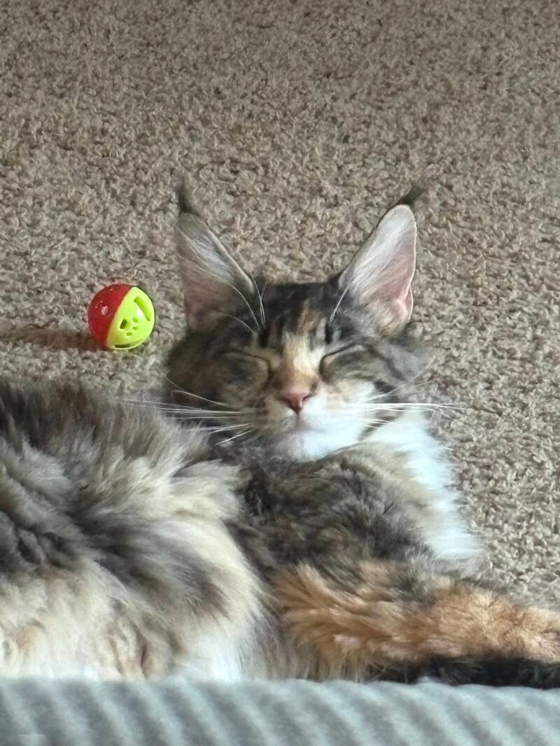 female maine coon