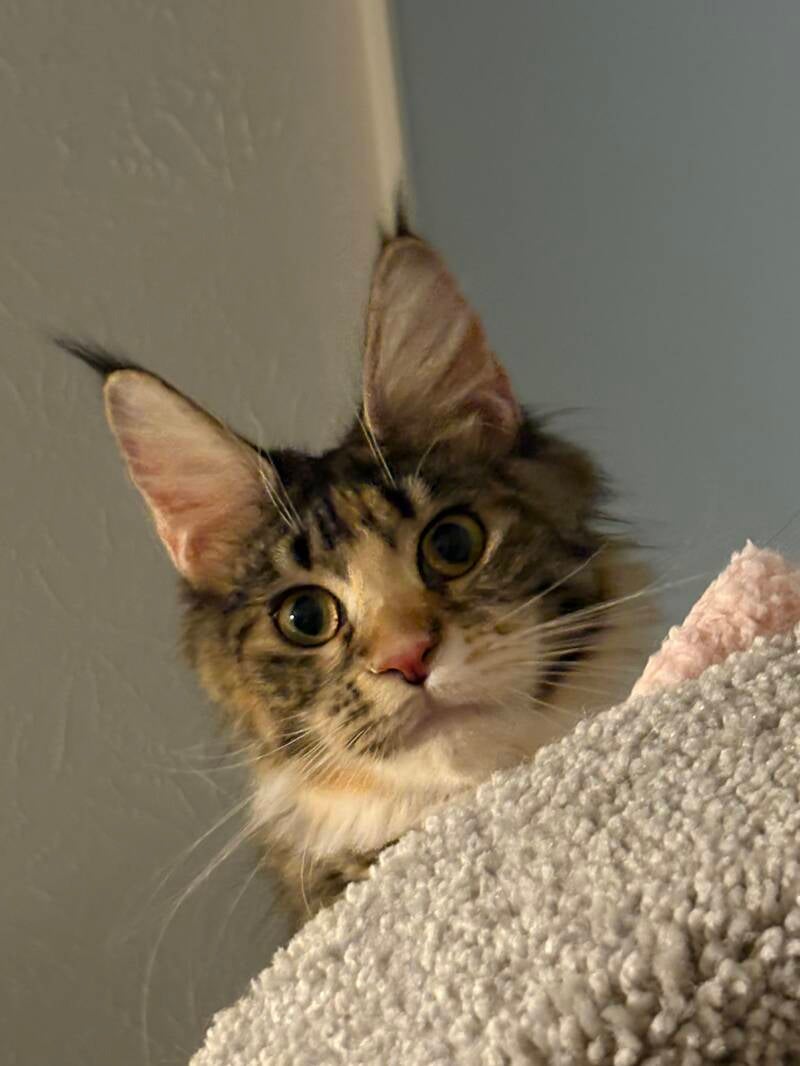 female maine coon