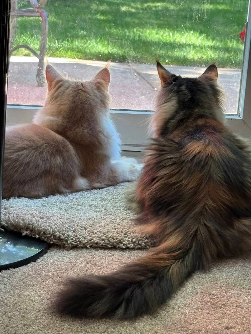 Son & Mom Maine Coon