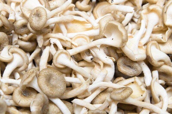 Kon Mushroom 200g เห็ดขอนขาว