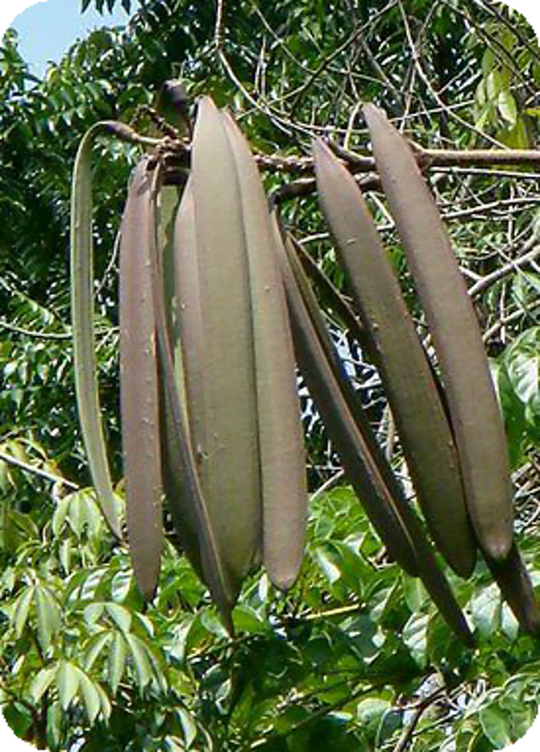 Indian Trumpet Flower 250g-300g ลิ้นฟ้า/เพกา