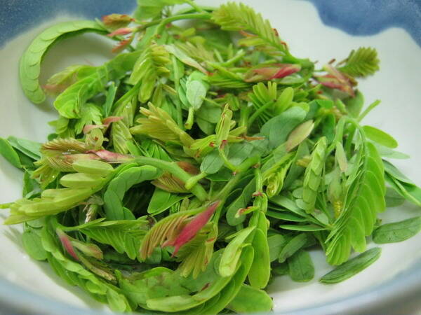 Young Tamarind Leave ยอดมะขามอ่อน 200g