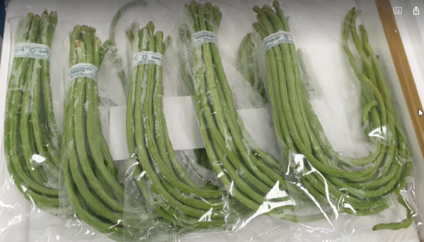 Yard Long Bean ถั่วฝักยาวไทย 200g