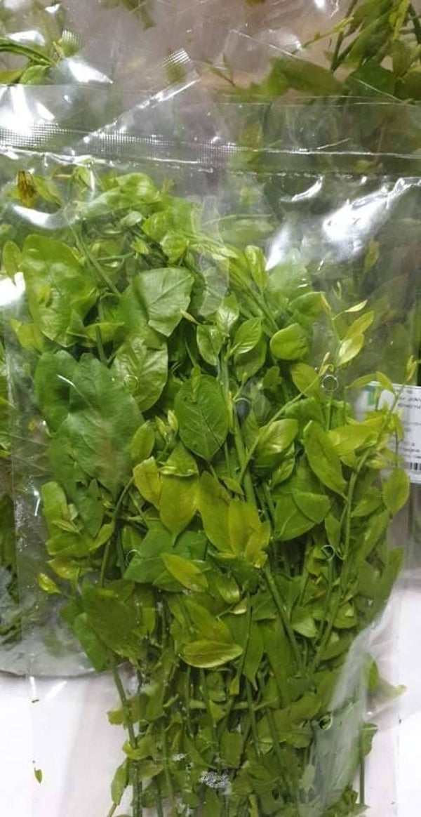 Phakwān: Melientha suavis ผักหวาน 100g